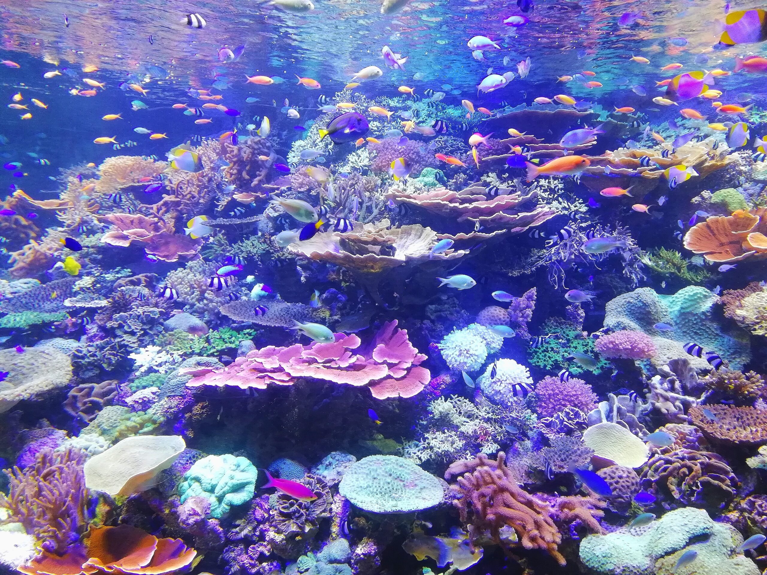 Coral Reef Bali